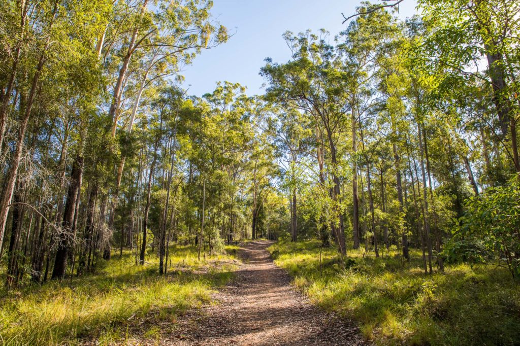 Have you explored the Eumundi Conservation Park? Walkers, cyclists, and horse riders can explore the park on shared trails that travel over hills and through gutters.