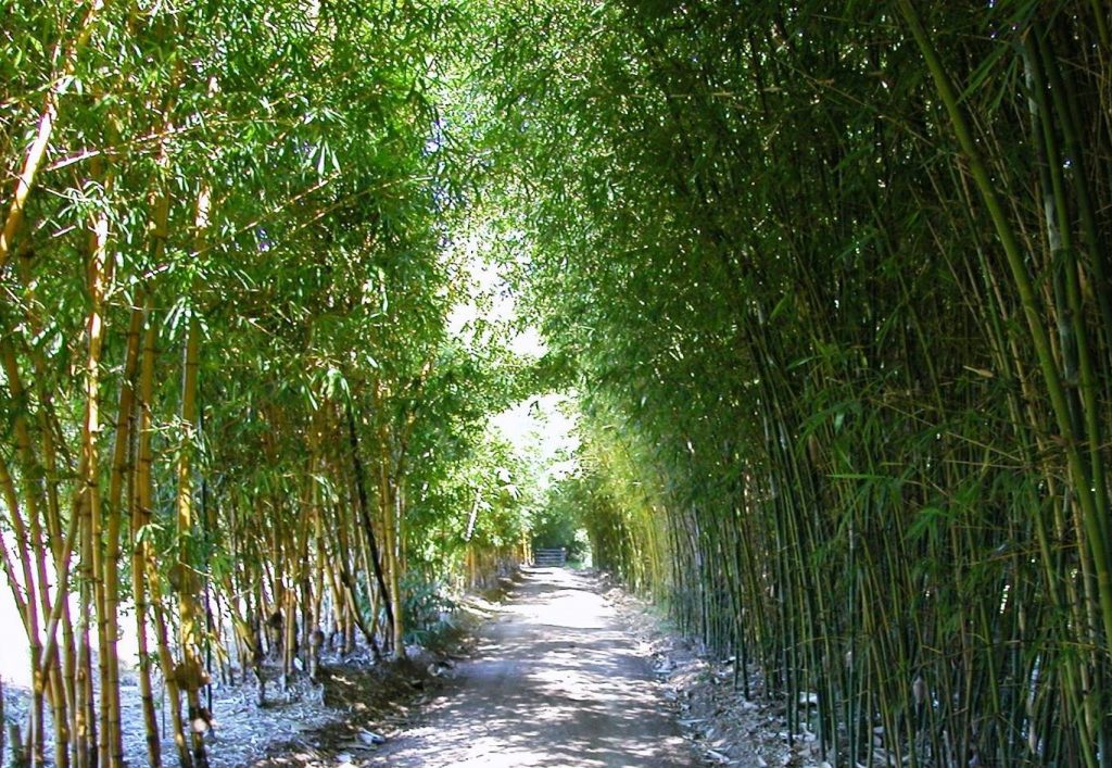 Bamboo Australia grow quality bamboo for a wide range of products such as fencing, mulch, homewares, fencing, food & clothing.