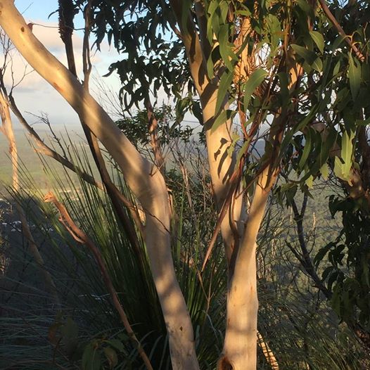 Join me at the Hive: 'Secrets from the Honey Tree' as I take you through the sweet practice that is Restorative Yoga.