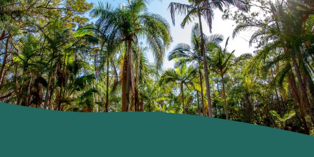 Calling all nature lovers.  Come and explore the magical views of Eumundi.